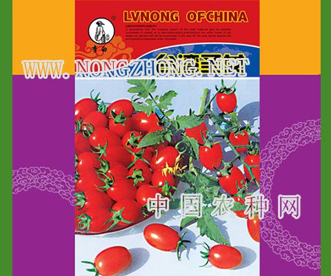 台湾圣女小柿子